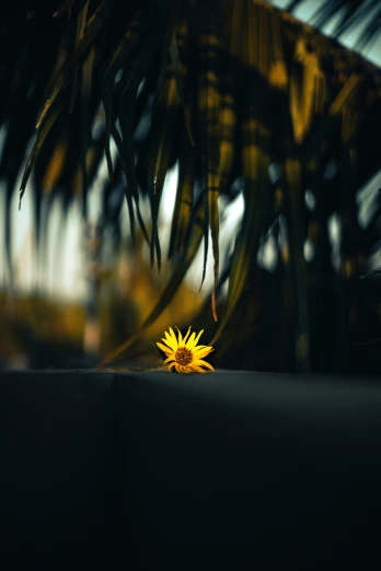 a sunflower in a palm tree at twilight