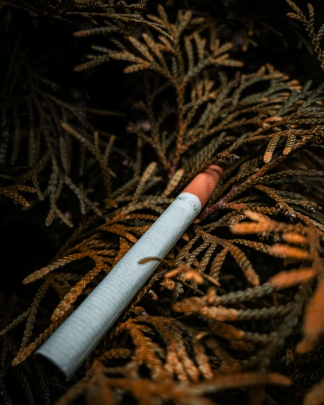 an smoking cigarette sits on top of a dried up plant