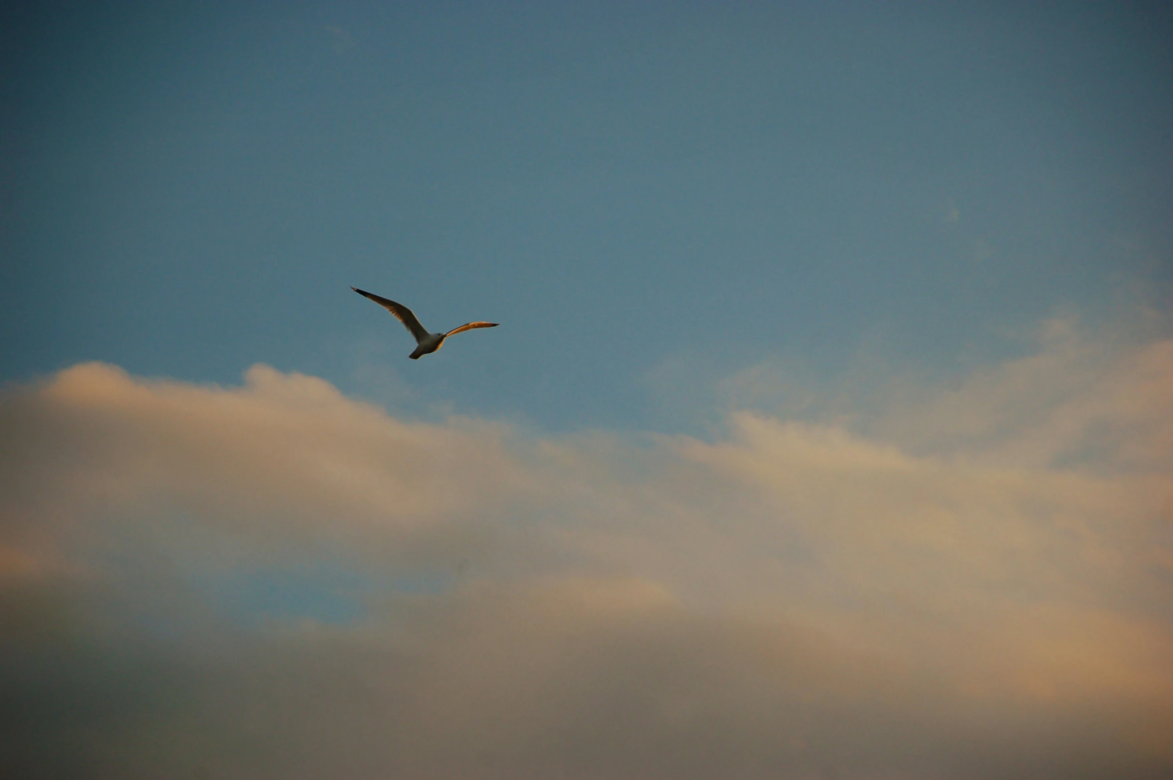 an eagle flying through a cloudy sky on a clear day