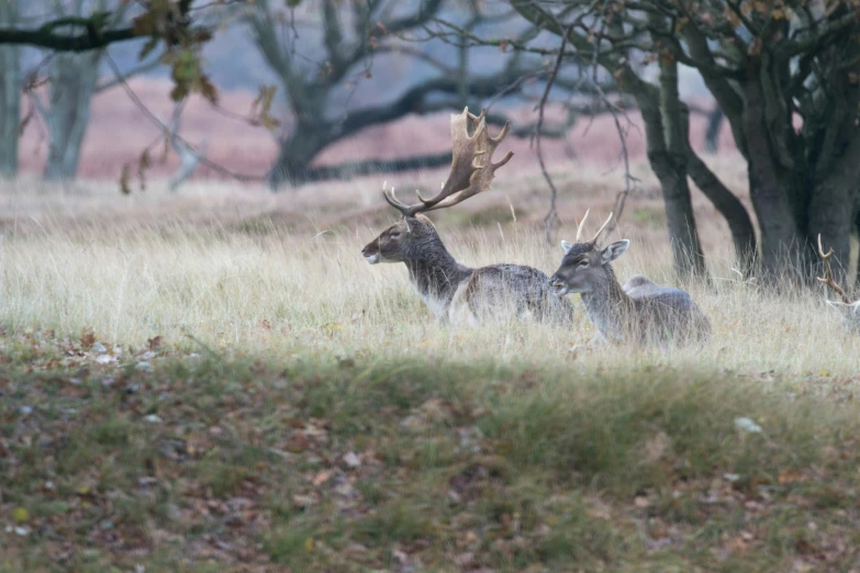 some very cute deers in a big grassy field