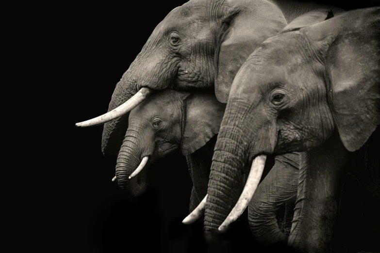 a pair of elephants standing on top of each other