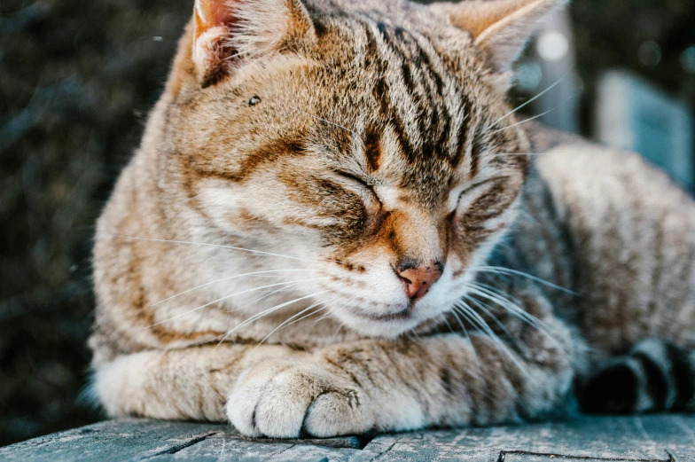 a cat is sleeping on a gray table