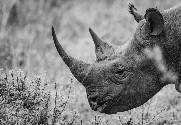 a rhinoceros stands in the grass looking at soing