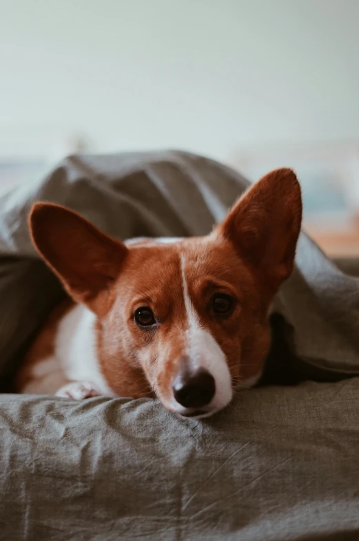 a dog looks sad while laying in bed