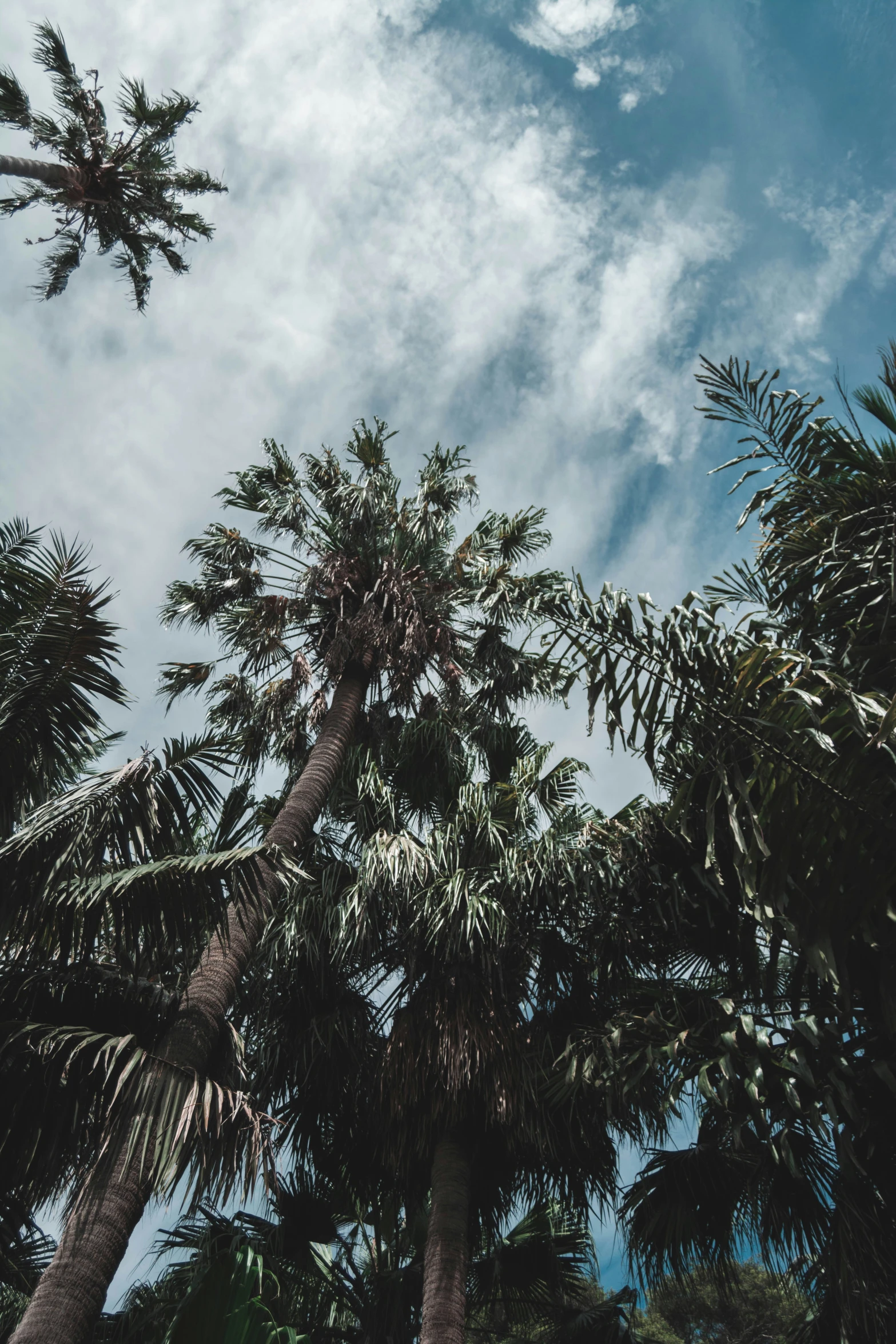 palm trees against the sky and clouds