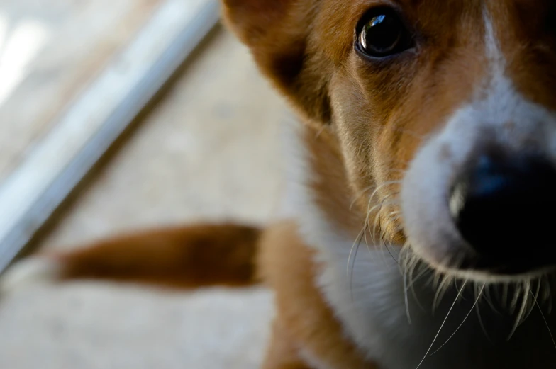 a brown and white dog is staring at the camera