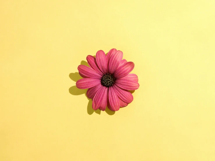 a single flower floating against a yellow wall