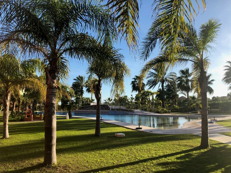 a park with trees and grass, and two birds walking near the pool