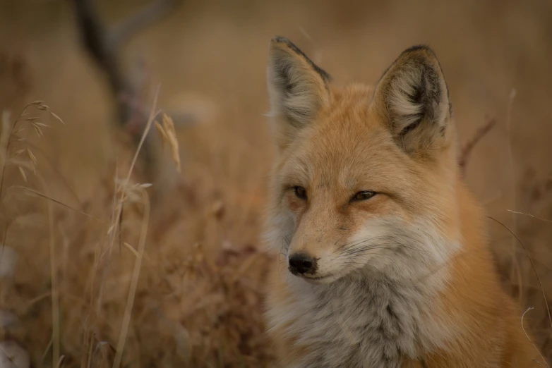 a little fox in some brown grass looking to its left