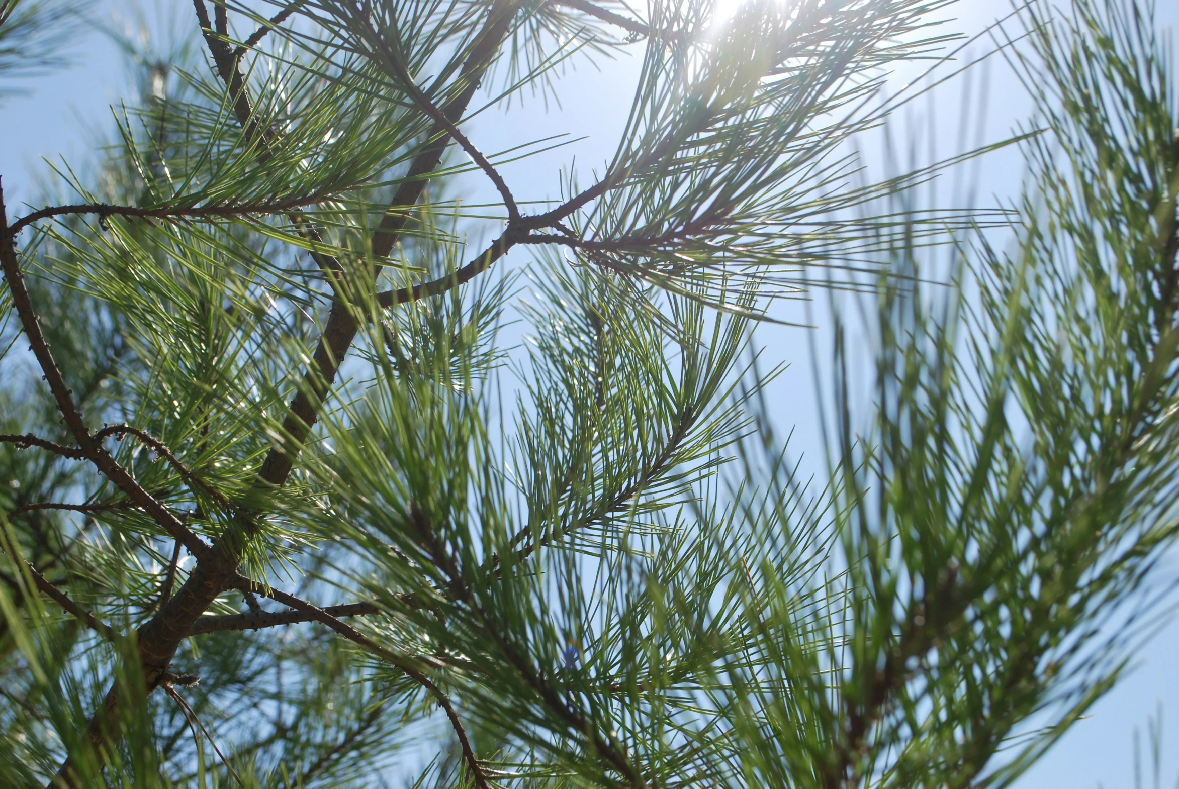 some nches of a pine tree and a sunbeam in the background