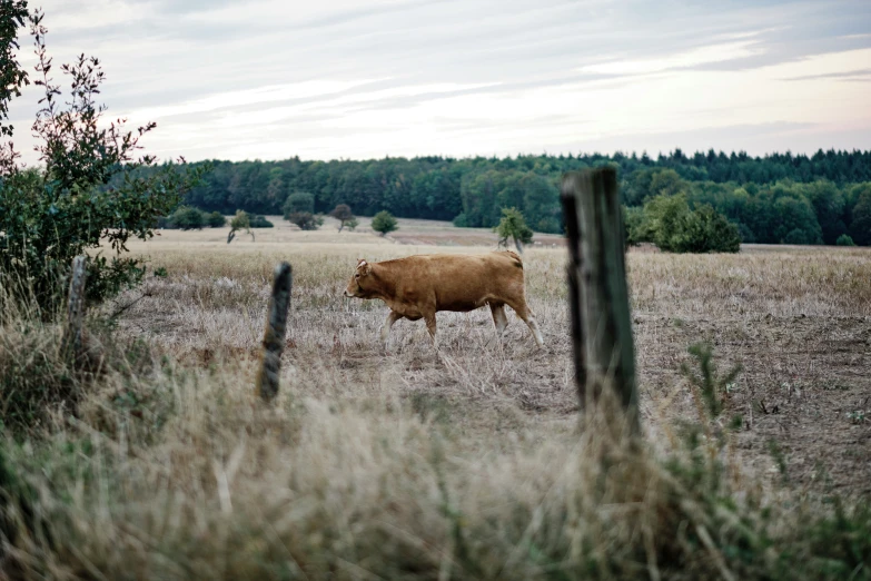 a large cow stands alone in a field