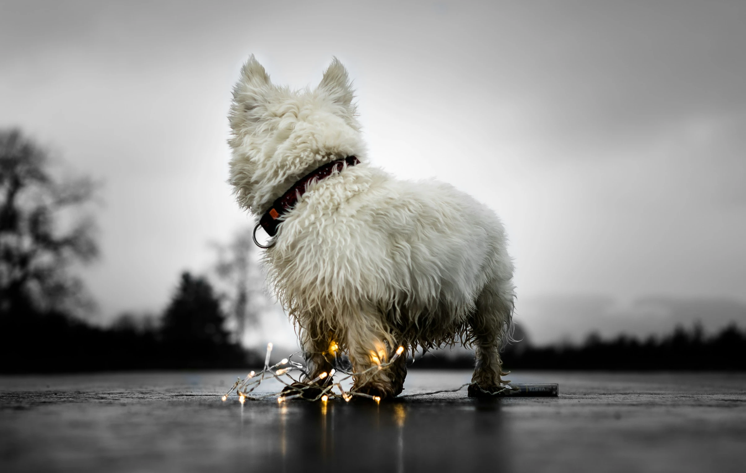 small white dog with lights in it's mouth standing on cement