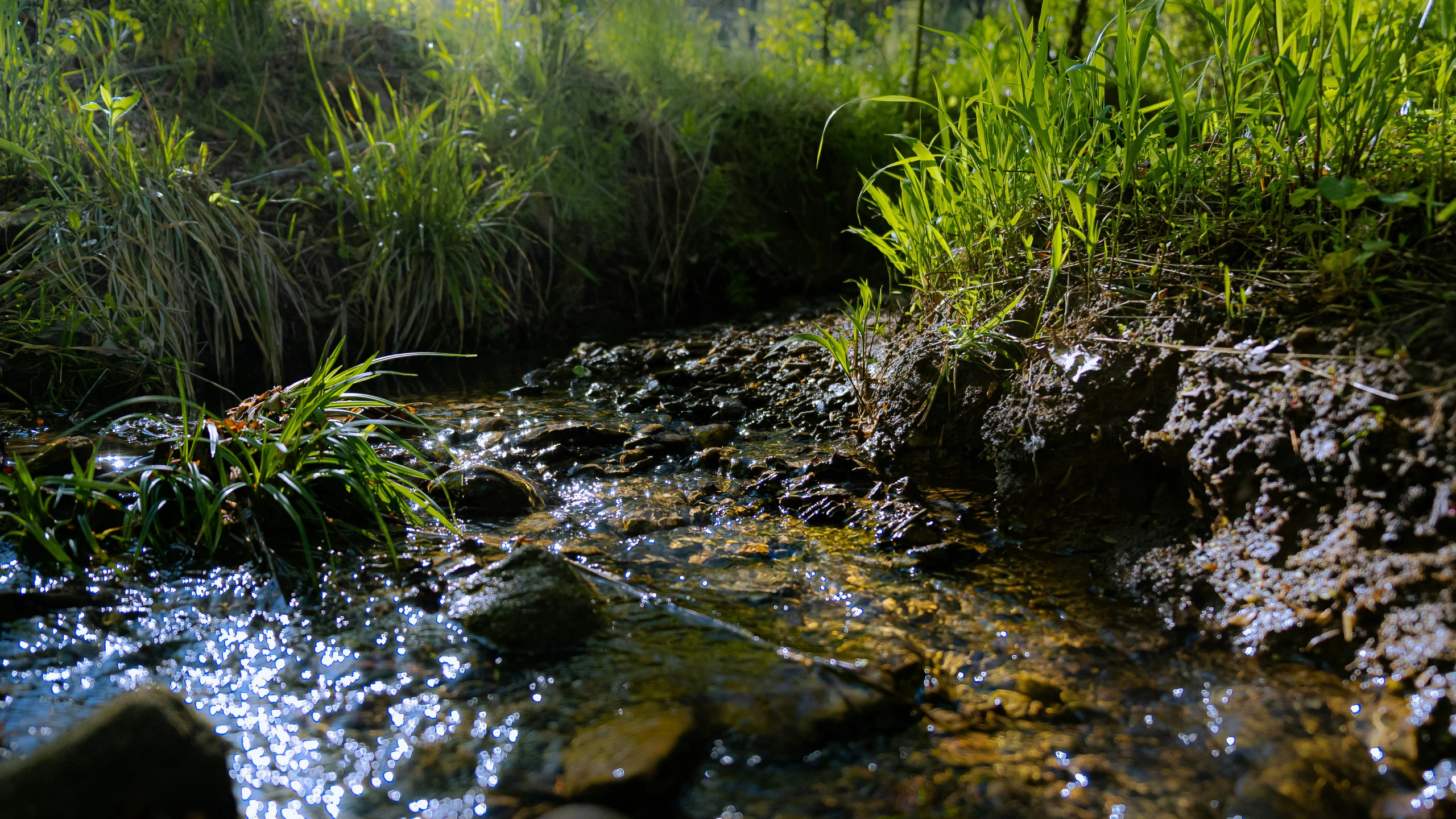 water flowing through grass and rocks in the sun