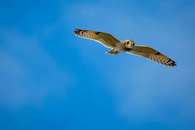 a bird flies in the air with a blue sky background