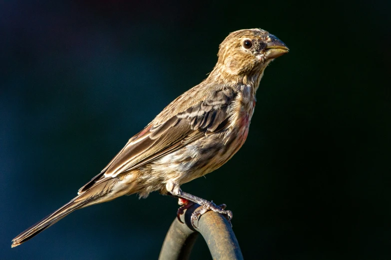 a bird is perched on the tip of a fence