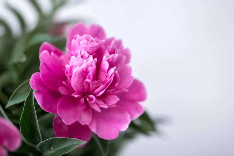 a beautiful pink flower that grows on green leaves