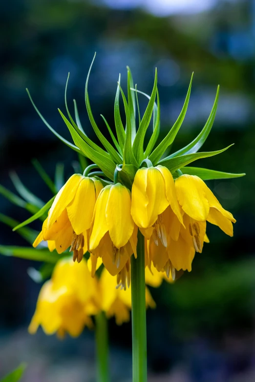 yellow flowers are shown in the foreground