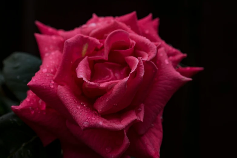 a pink rose with water drops on it