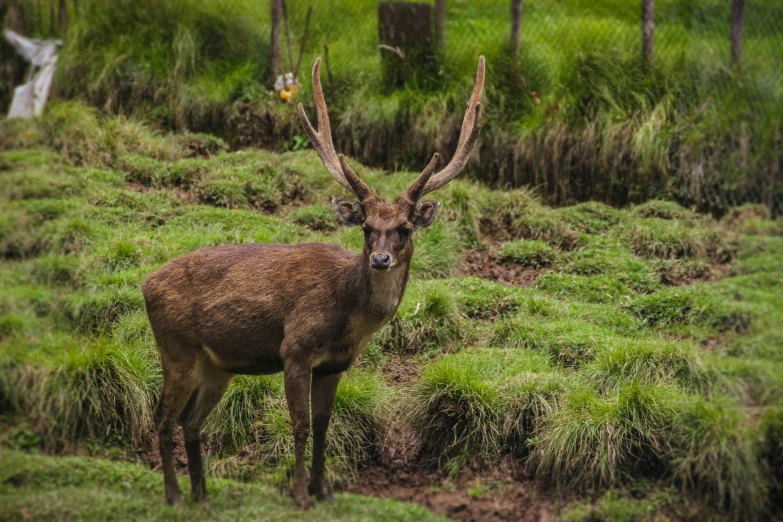 a deer that is standing in some grass