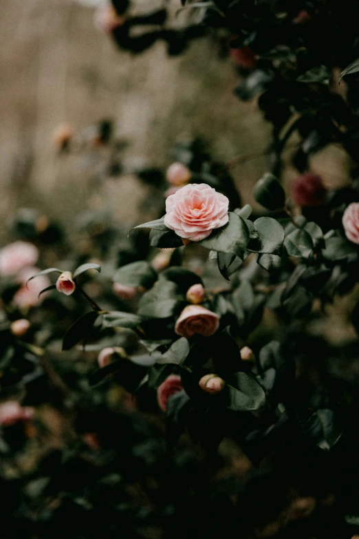 the flowers are blooming and the leaves look like they are wilting