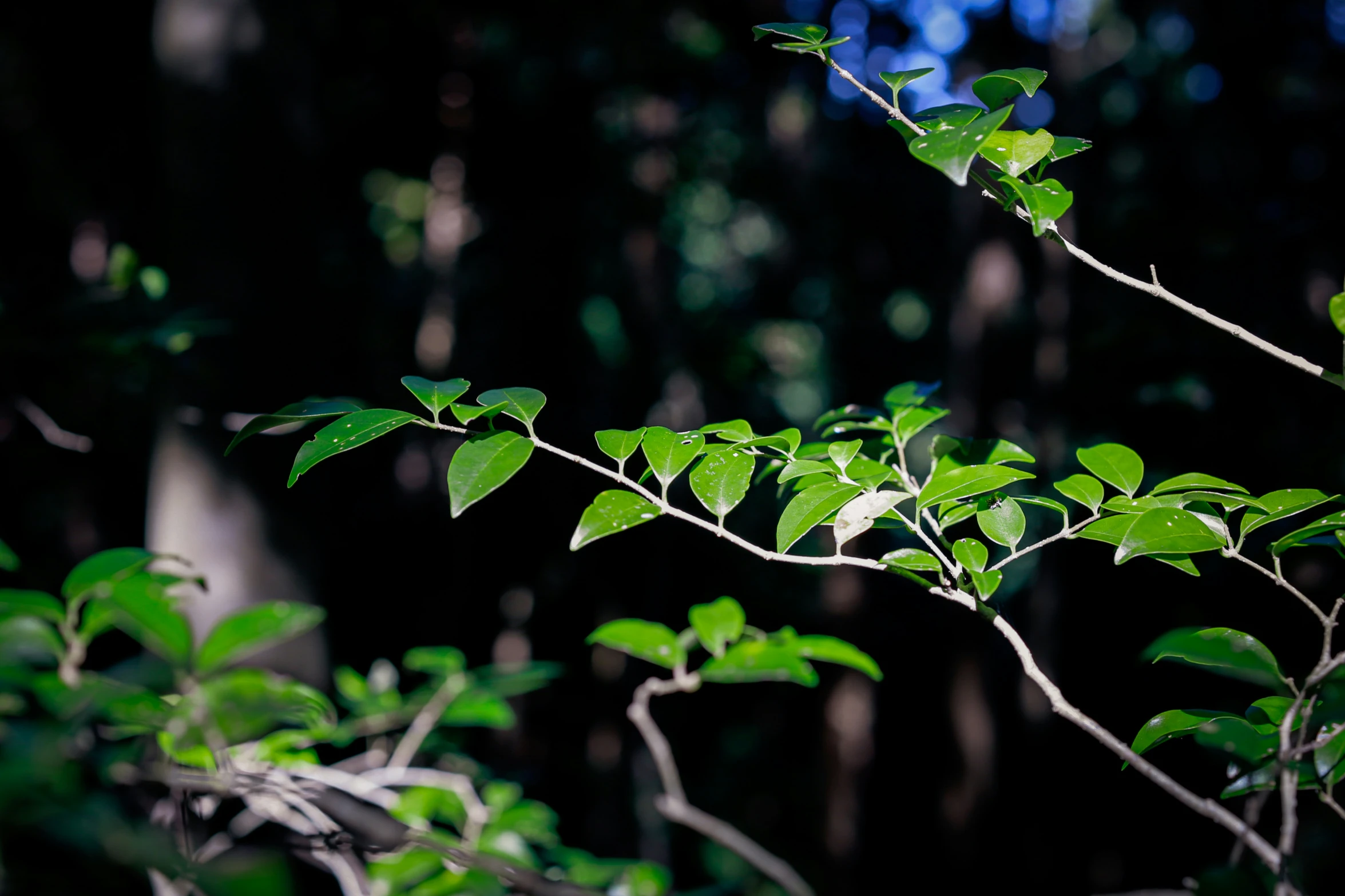 the green leaves are showing up through the dark background