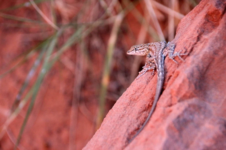 a lizard on a red rock with plants in the background