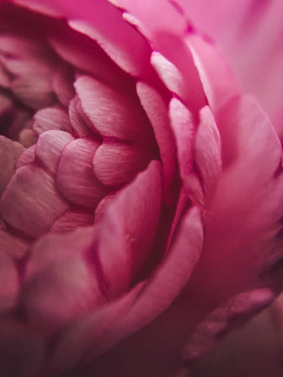 a flower that is pink and has white petals