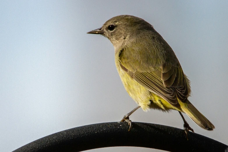 a bird with gray wings sits on a pipe