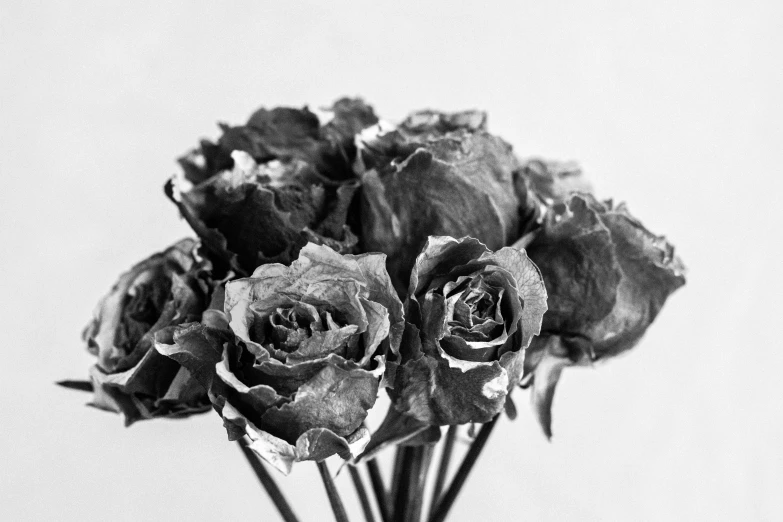 black roses are shown in a glass vase