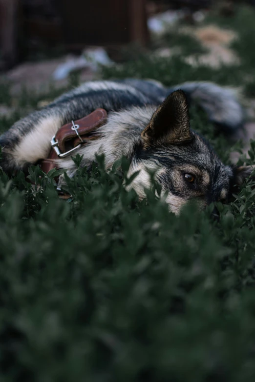 the dog is laying in the grass with its head in his paws