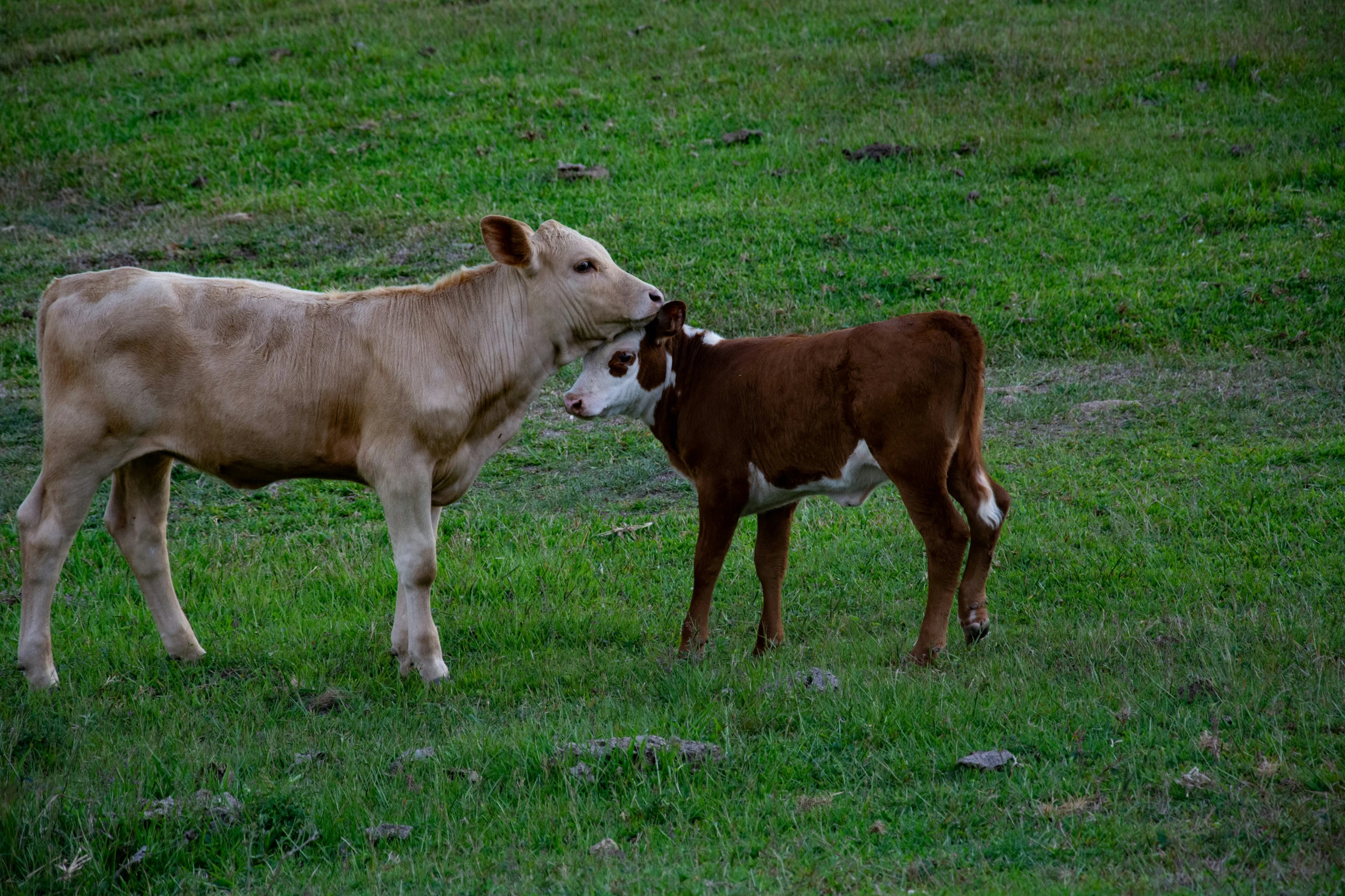 a baby calf feeds its mother while it watches from an emce