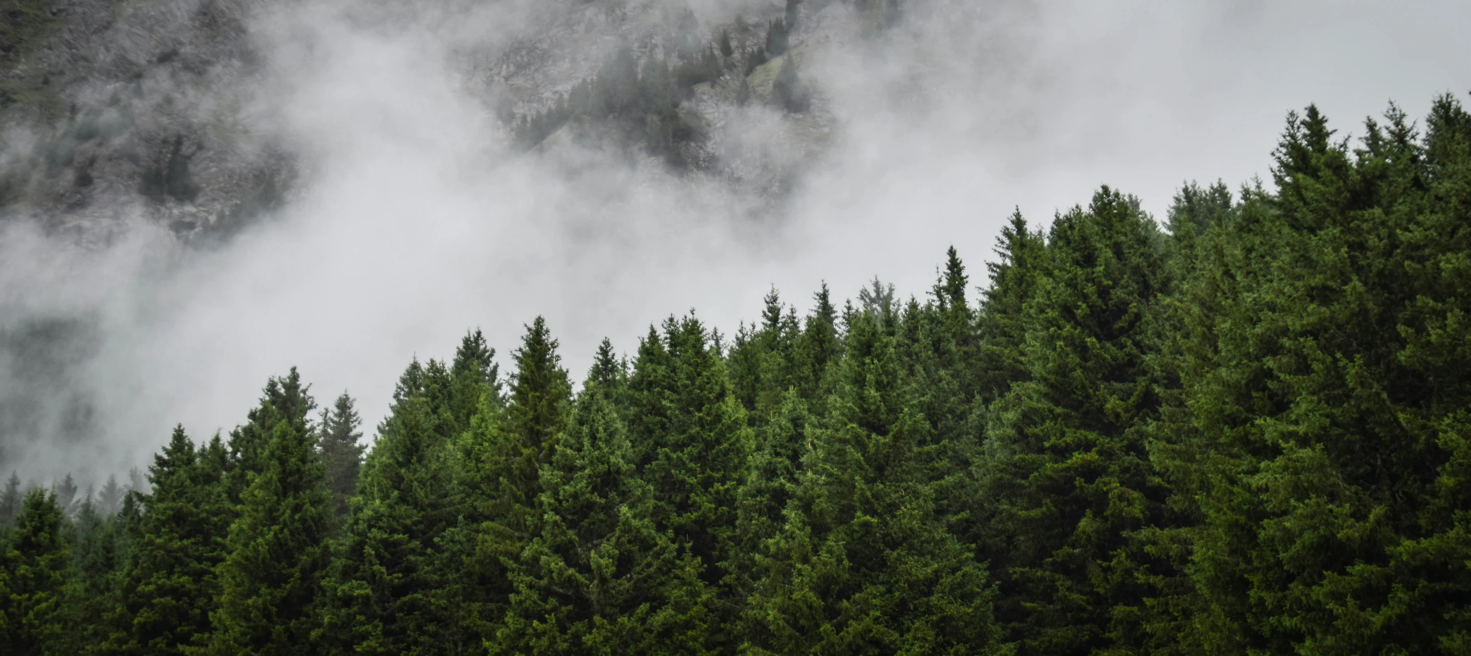 pine trees and mountains covered in mist in the background