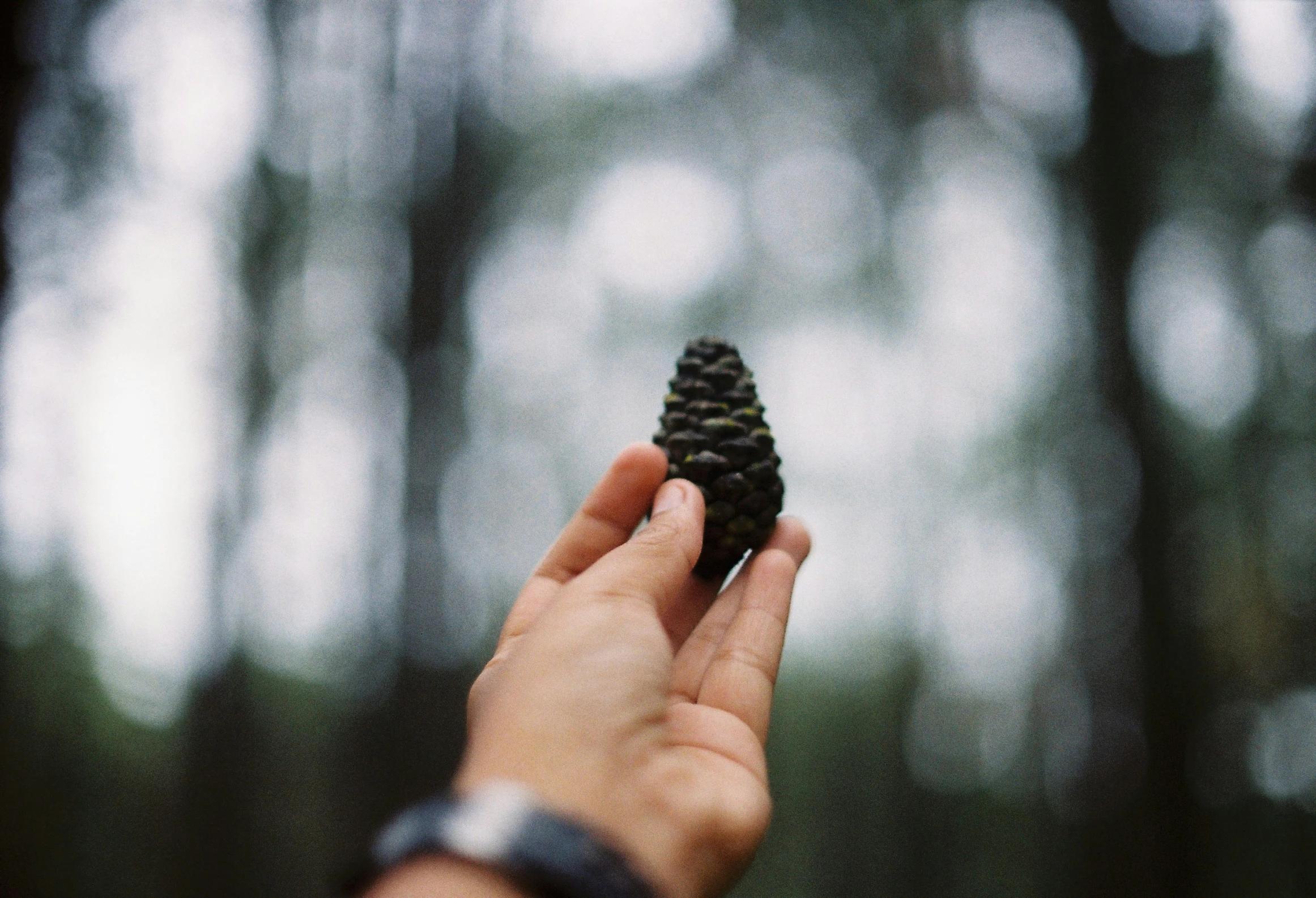 the hand is holding up a piece of pine