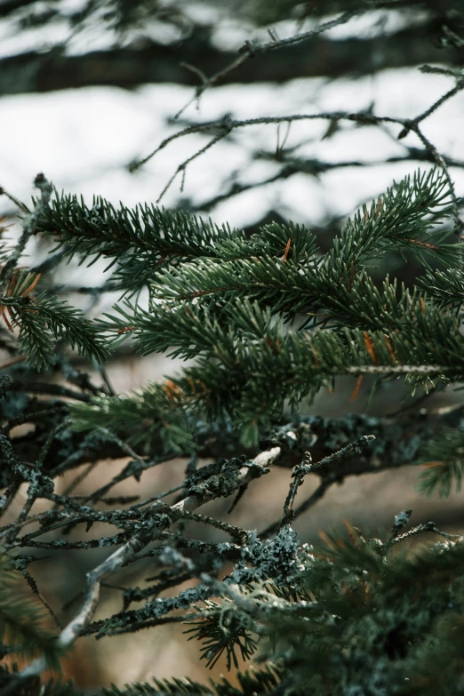 a bird sitting on top of a pine tree nch