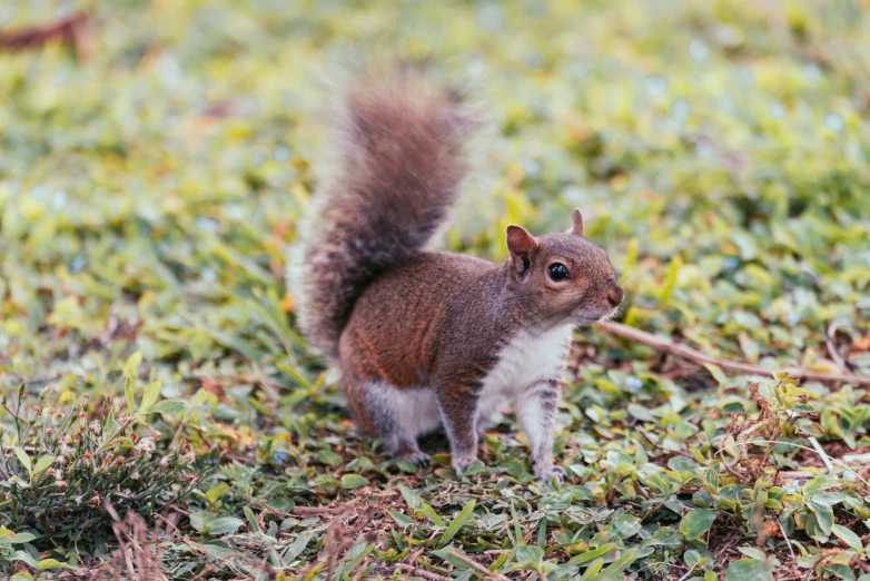 a squirrel stands in the grass looking for food