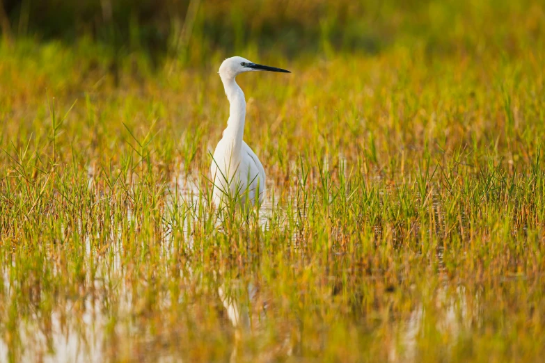 a large white bird standing in some grass