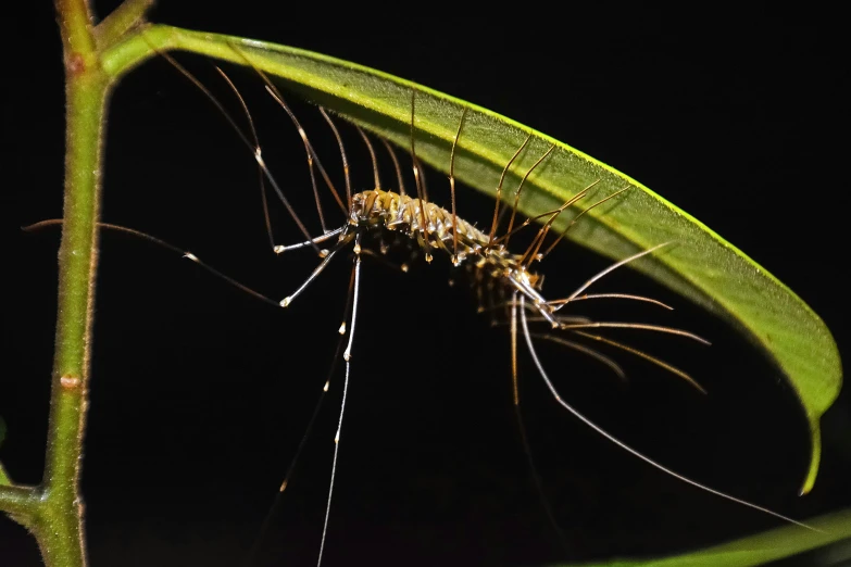 an insect standing on top of a leaf