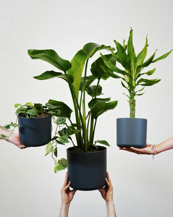 three hands holding plants that include monster leaves and are tall