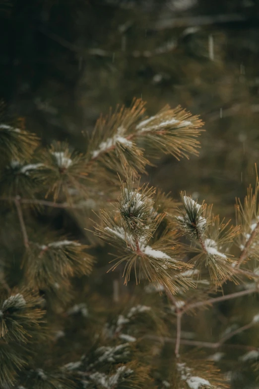 two pine needles with snow covered needles