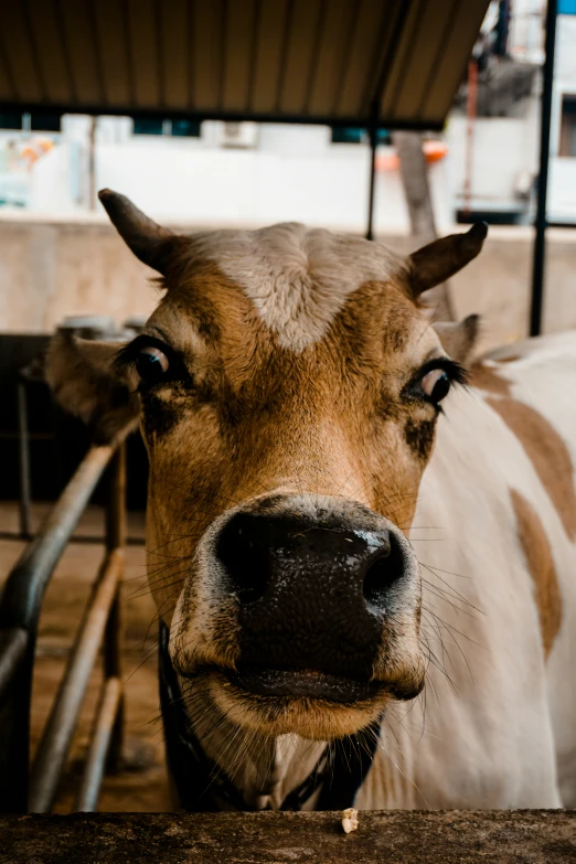 a bull with a very large head sticking out its tongue