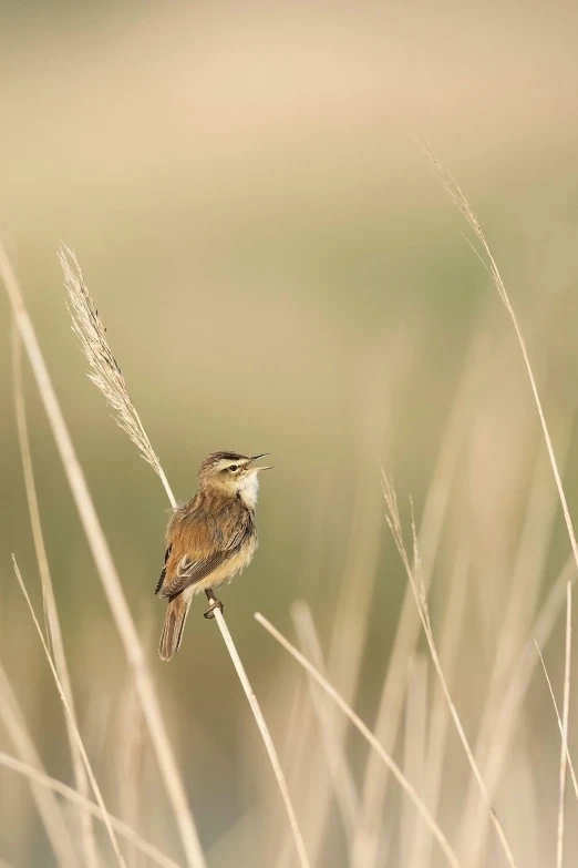 the small bird is perched on the tall grass