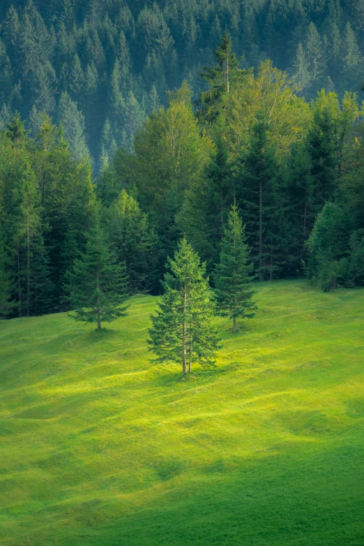 a lone tree in a field surrounded by trees