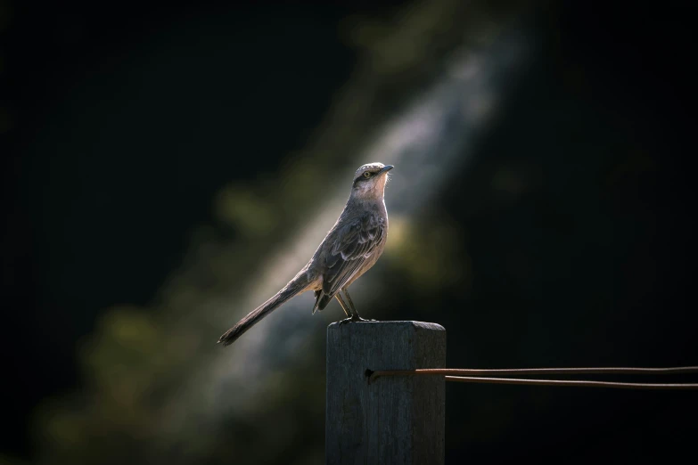 a bird perched on a wooden post on a dark background