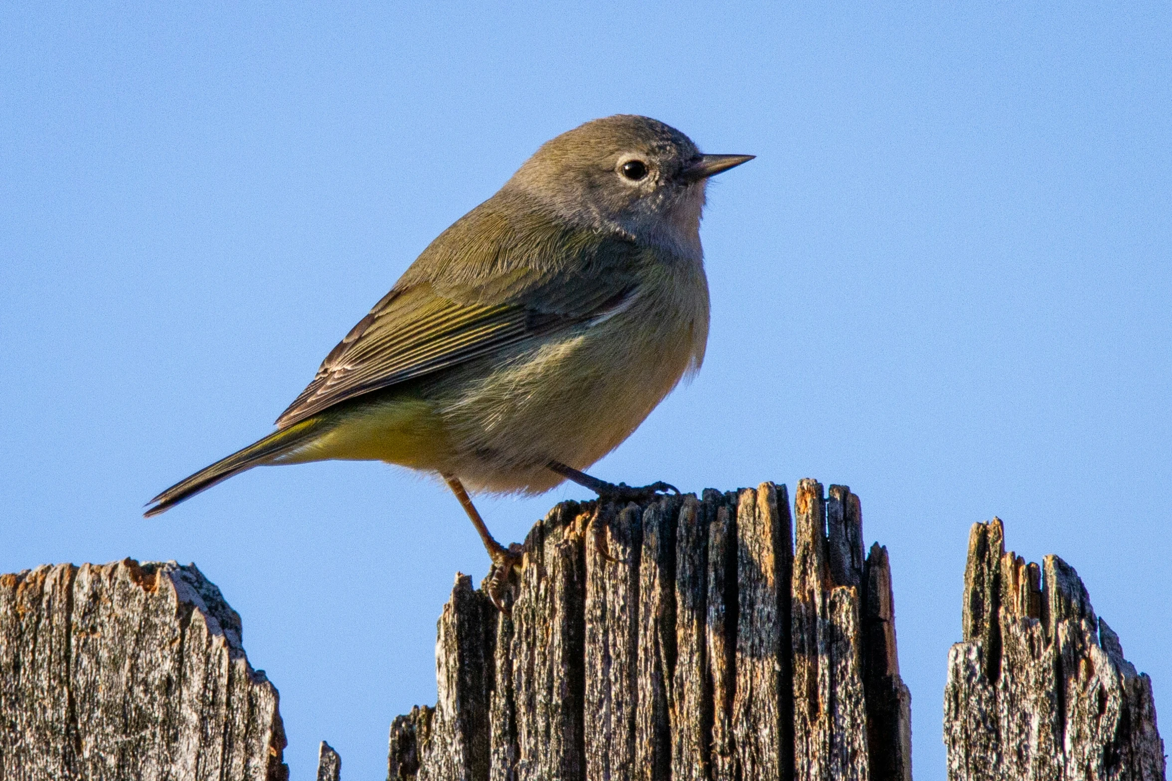 the brown bird is perched on the wooden posts