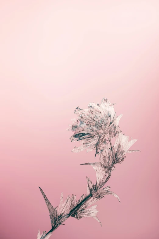 white flowers on pink background with a white and gray border