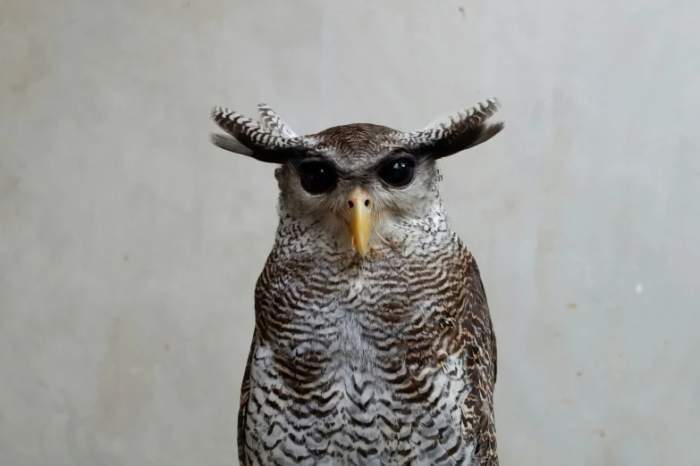 an owl has sharp beak and ornate details