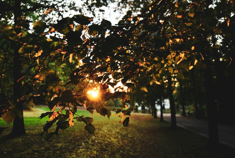 trees on the other side of the road during sunset