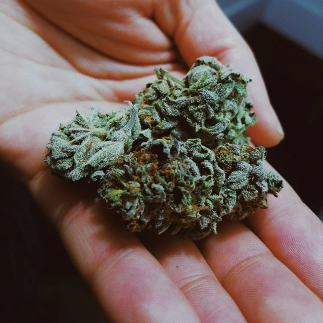 a hand holding a marijuana plant in the palm