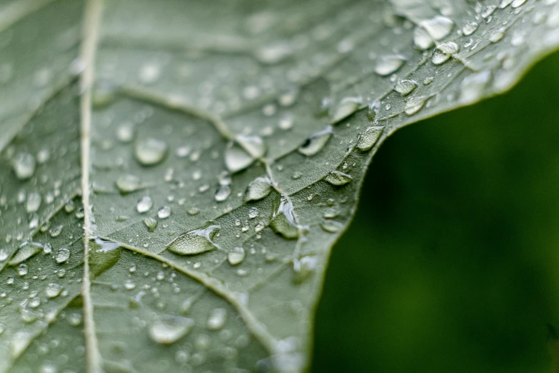 a leaf with some water drops on it