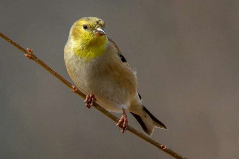 a bird that is perched on a nch